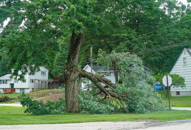 Trusted Winfield, IA Tree Care Services Experts